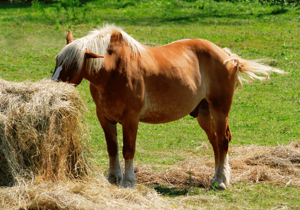 equine obesity